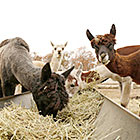 日本初「アルパカ牧場」飼育スタート(那須高原)